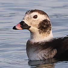 Long-tailed Duck - (Clangula hyemalis)