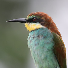 European Bee-eater - (Merops apiaster)