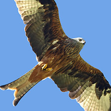 Red Kite - (Milvus milvus)