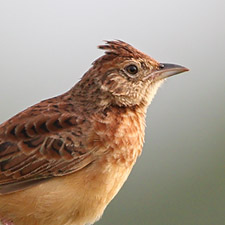 Flappet Lark - (Mirafra rufocinnamomea)