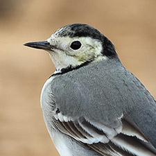 Bergeronnette grise - (Motacilla alba)