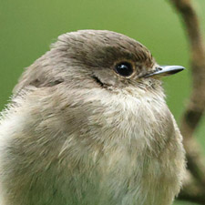 African Dusky Flycatcher - (Muscicapa adusta)