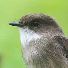 Swamp Flycatcher - (Muscicapa aquatica)