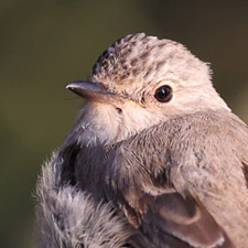 Spotted Flycatcher - (Muscicapa striata)