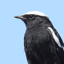 Ruaha Chat - (Myrmecocichla collaris)