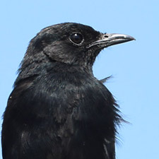 Sooty Chat - (Myrmecocichla nigra)