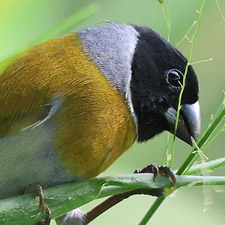 White-collared Oliveback - (Nesocharis ansorgei)