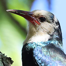 White-headed Wood Hoopoe - (Phoeniculus bollei)