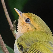 Red-faced Woodland Warbler - (Phylloscopus laetus)