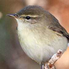 Pouillot fitis - (Phylloscopus trochilus)