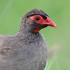 Francolin  gorge rouge - (Pternistis afer)