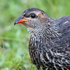 Francolin de Hildebrandt - (Pternistis hildebrandti)