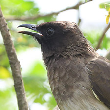 Bulbul des jardins - (Pycnonotus barbatus)