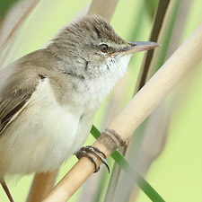 Great Reed Warbler  - (Acrocephalus arundinaceus)