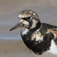 Tournepierre  collier - (Arenaria interpres)