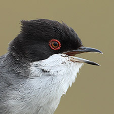 Fauvette mlanocphale - (Curruca melanocephala)