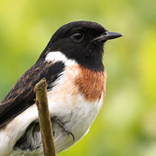 Tarier africain - (Saxicola torquatus)