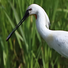 Eurasian Spoonbill
 - (Platalea leucorodia)