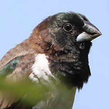 Bronze Mannikin - (Spermestes cucullata)