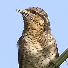 Torcol fourmilier - (Eurasian Wryneck)