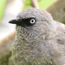 Black-lored Babble - (Turdoides sharpei)