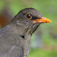 Abyssinian Thrush - (Turdus abyssinicus)