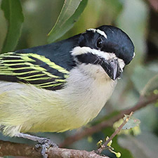Barbion  croupion jaune - (Pogoniulus bilineatus)