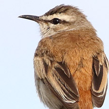 Kalahari Scrub Robin - (Cercotrichas paena )