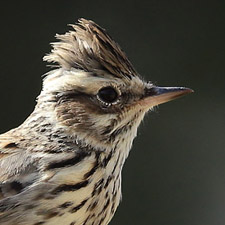 Woodlark - (Lullula arborea)