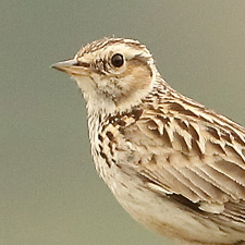 Woodlark - (Lullula arborea)