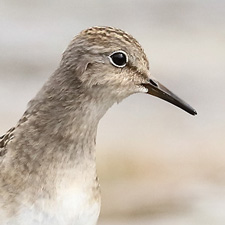 Temminck's Stint - (Calidris temminckii)