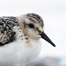 Bcasseau sanderling - (Calidris alba)