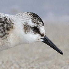 Bcasseau sanderling - (Calidris alba)