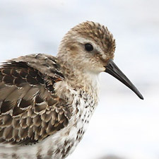 Dunlin - (Calidris alpina)