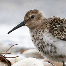 Dunlin - (Calidris alpina)