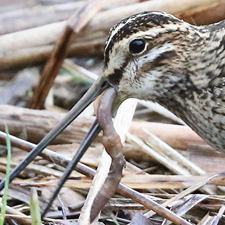 Bcassine des marais - (Gallinago gallinago)