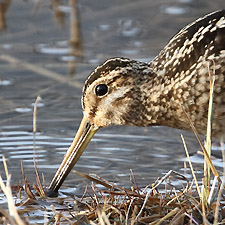 Common Snipe - (Gallinago gallinago)