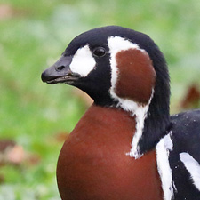 Red-breasted Goose - (Branta ruficollis)