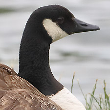 Canada Goose