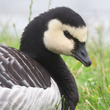 Barnacle Goose - (Branta leucopsis)