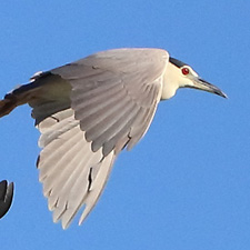 Black-crowned Night-heron - (Nycticorax nycticorax)