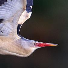 Common Little Bittern