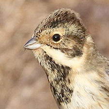 Bruant des roseaux - (Emberiza schoeniclus)