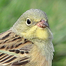 Ortolan Bunting - (Emberiza hortulana)