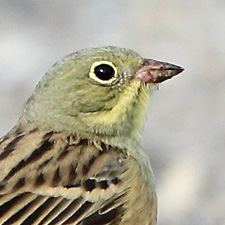 Bruant ortolan - (Emberiza hortulana)