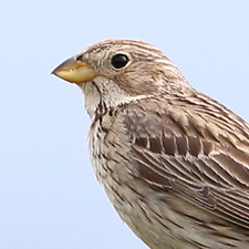 Bruant proyer - (Emberiza calandra)