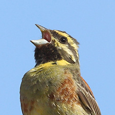 Bruant zizi - (Emberiza cirlus)