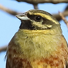 Cirl Bunting - (Emberiza cirlus)