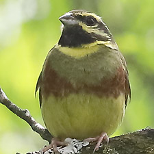 Cirl Bunting