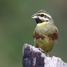 Cirl Bunting - (Emberiza cirlus)